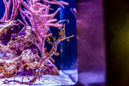 水族馆中带丝管的管道鱼珊瑚礁脊椎动物海洋水平海龙水域图片