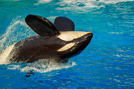 在水中捕鲸水平虎鲸哺乳动物齿鲸海洋图片