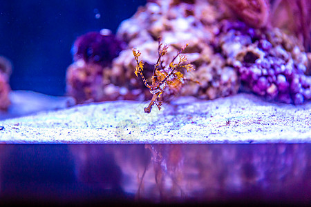 水族馆中带丝管的管道鱼海龙珊瑚礁海洋脊椎动物水域水平图片