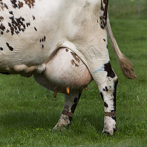 在绿草草地上 发现牛群下面的乌德紧闭母牛农业动物群场景农村家畜奶制品场地生物牛肉图片