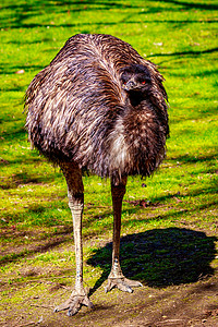 草地的Emu鸟类平胸鲇鱼脊椎动物水平图片