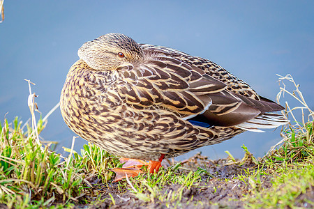 女性马华达鸭鸭子水平脊椎动物野生动物草地动物鸟类野鸭水鸭图片