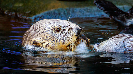 南海水域水面海獭池塘水平哺乳动物动物园游泳脊椎动物图片