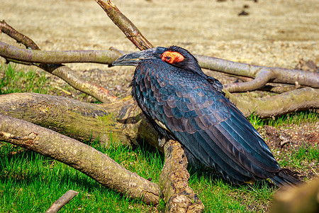 南角比尔动物园鸟类脊椎动物草地水平犀鸟图片