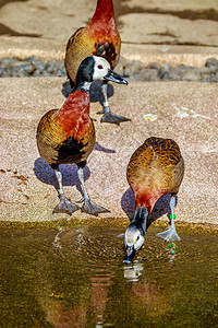白面口哨鸭树鸭鸭子蓝天鹅池塘动物脊椎动物鸟类动物园水域图片