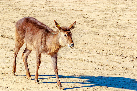 妇女草食性水平水羚牛科野生动物羚羊哺乳动物脊椎动物图片