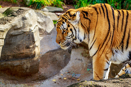 Amur 虎虎哺乳动物脊椎动物动物猫科老虎豹属水平动物园野生动物食肉图片
