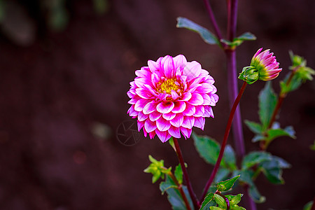 花园里美丽的大丽花园艺水平菊科旅游球形地点花朵图片