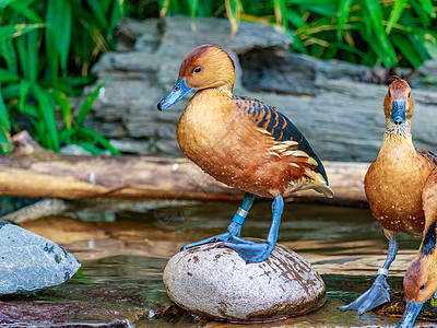 滚动的口哨鸭水平脊椎动物黄褐色双色天鹅树鸭鸟类池塘水域动物园图片