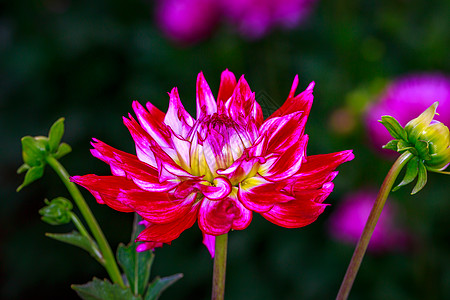 花园里美丽的大丽花地点菊科旅游花朵水平园艺图片