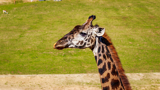 Giraffe 头像肖像草地水平哺乳动物脊椎动物野生动物图片