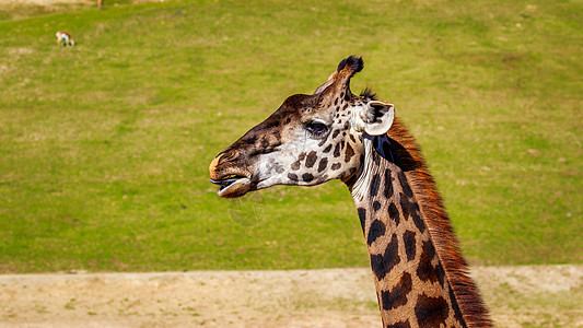 Giraffe 头像肖像脊椎动物草地野生动物哺乳动物水平图片