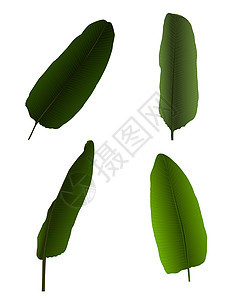 五颜六色的自然主义棕榈叶 矢量插图黑色丛林植物群白色墙纸叶子椰子森林植物热带图片