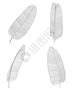 棕榈叶 它制作图案矢量图片