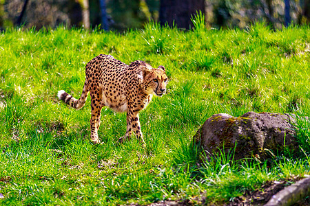 猎豹哺乳动物亚科食肉水平地点大猫旅游动物草地猫科图片