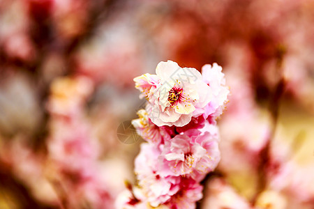 露花自然花朵水平树木梅花图片