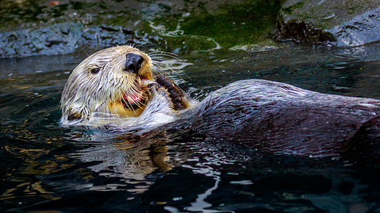 食用海燕海獭水域脊椎动物水平水面哺乳动物动物园野生动物图片