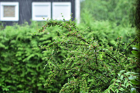 倾盆大雨绿灌丛 在恶劣天气和大雨下时对抗篱笆和房屋背景