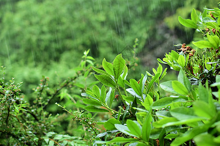 在恶劣天气和暴雨期间 绿色的对抗树篱笆图片