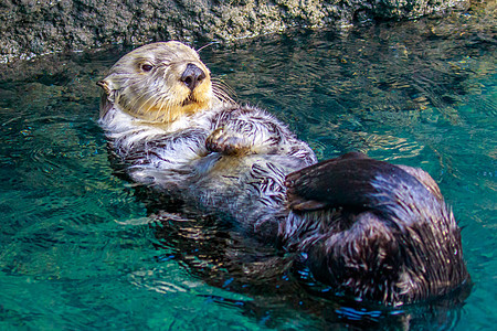 水轮船海獭哺乳动物脊椎动物动物园海浪水域水平水面图片