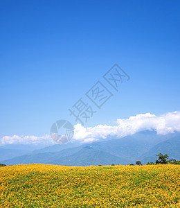 在刘石丹山六岩山上美丽的橙色白木花田 在台湾华里云中有蓝天和云彩 特写 复制空间农业天空假期场景场地季节风景蓝色爬坡农村图片