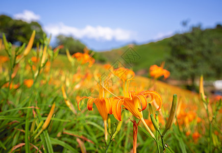 在刘石丹山六岩山上美丽的橙色白木花田 在台湾华里云中有蓝天和云彩 特写 复制空间农业季节乡村风景萱草景点橙子旅行花瓣蓝色图片