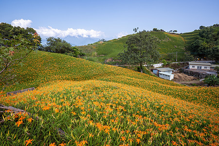 在刘石丹山六岩山上美丽的橙色白木花田 在台湾华里云中有蓝天和云彩 特写 复制空间景点季节假期橙子植物农村风景金子旅行观光图片