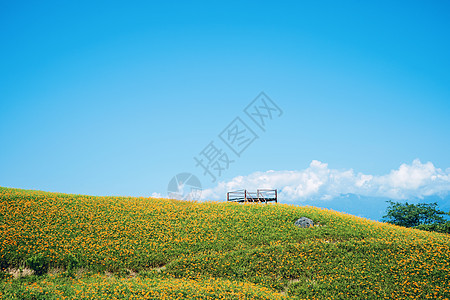 在刘石丹山六岩山上美丽的橙色白木花田 在台湾华里云中有蓝天和云彩 特写 复制空间风景假期旅行萱草乡村场景蓝色植物黄褐色爬坡图片
