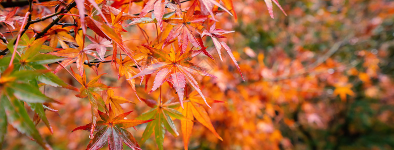 美丽的枫叶在秋天晴朗的日子在前景和模糊的背景在日本九州 没有人 特写 复制空间 微距拍摄森林蓝色宏观橙子季节旅行太阳天空晴天叶子图片