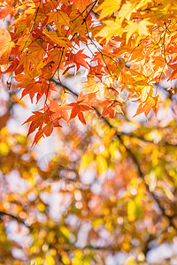 美丽的枫叶在秋天晴朗的日子在前景和模糊的背景在日本九州 没有人 特写 复制空间 微距拍摄天空叶子旅行森林宏观季节摄影阳光橙子晴天图片