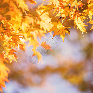 美丽的枫叶在秋天晴朗的日子在前景和模糊的背景在日本九州 没有人 特写 复制空间 微距拍摄阳光太阳叶子天空旅行晴天橙子摄影季节宏观图片
