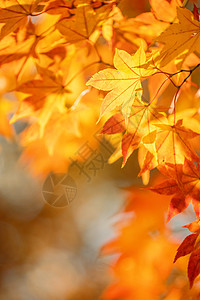 美丽的枫叶在秋天晴朗的日子在前景和模糊的背景在日本九州 没有人 特写 复制空间 微距拍摄阳光森林季节宏观天空叶子太阳晴天橙子摄影图片