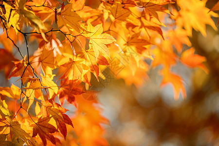 美丽的枫叶在秋天晴朗的日子在前景和模糊的背景在日本九州 没有人 特写 复制空间 微距拍摄阳光晴天森林天空摄影季节橙子太阳宏观旅行图片