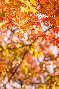 美丽的枫叶在秋天晴朗的日子在前景和模糊的背景在日本九州 没有人 特写 复制空间 微距拍摄叶子太阳阳光季节天空晴天旅行宏观森林橙子图片