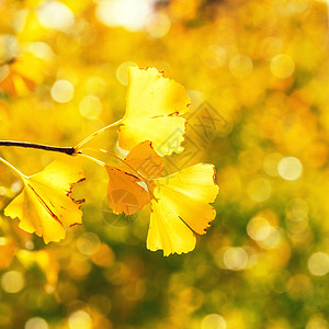 设计理念美丽的黄色银杏叶树叶在秋季阳光明媚的日子与背景天空晴天植物耀斑季节银叶森林太阳食物叶子图片