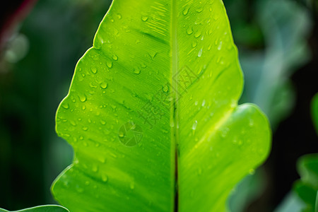 水墨雨特写自然新鲜的绿色概念背景