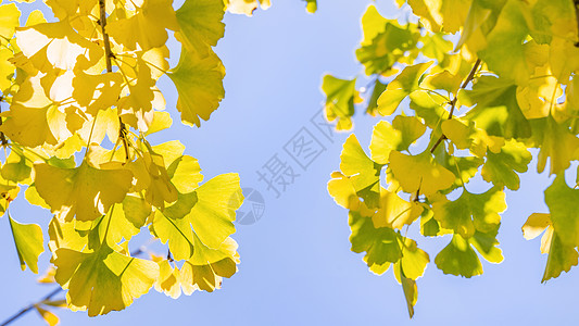 设计理念美丽的黄色银杏叶树叶在秋季阳光明媚的日子与背景银叶天空太阳风景植物食物叶子耀斑晴天森林图片