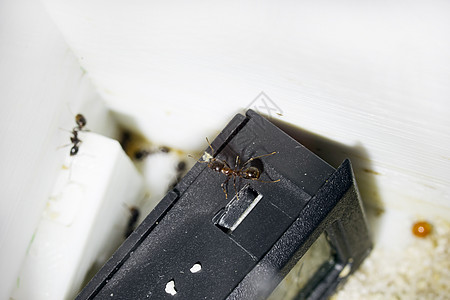 蚁群密闭时的蚂蚁食用器外星人荒野黑色蚂蚁情调天线白色侵略腹部宏观图片