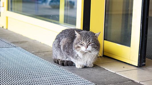 灰色流浪猫就躺在商店门口人行道猫科动物生存饥饿街道虎斑流浪宠物荒野寂寞图片