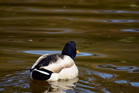 一只雄性野鸭在湖上游泳动物太阳动物群男性公园池塘眼睛野生动物晴天羽毛图片