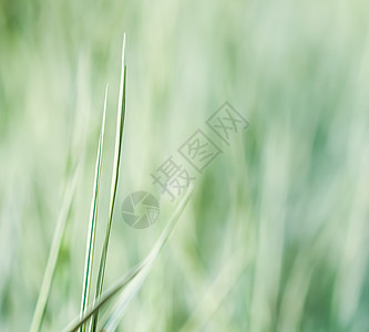 绿色和白色装饰草的模糊背景纹理图案 自然背景蓝色球茎叶子花园柔软度场地生长环境植物群宏观图片