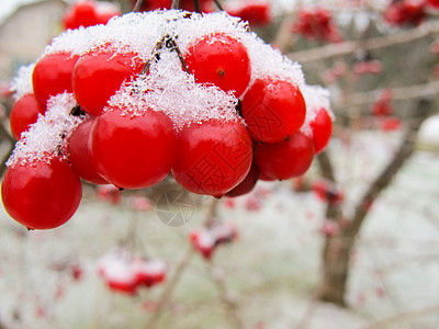 花园里有白雪的红色贝子红莓片状树枝图片