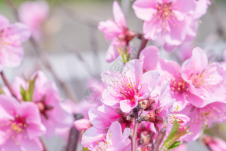 日本春天公园花园树枝上美丽优雅的浅粉色桃花 模糊的背景公园果园植物香气天空叶子花瓣摄影花园背景图片