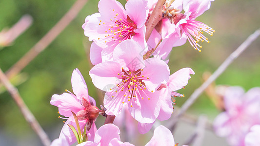 日本春天公园花园树枝上美丽优雅的浅粉色桃花 模糊的背景花园天空果园香气植物叶子摄影公园花瓣背景图片