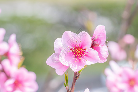 日本春天公园花园树枝上美丽优雅的浅粉色桃花 模糊的背景公园植物香气天空花园摄影叶子花瓣果园背景图片