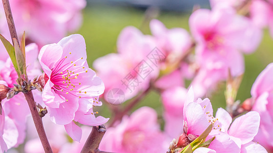 日本春天公园花园树枝上美丽优雅的浅粉色桃花 模糊的背景叶子花园植物摄影花瓣天空果园香气公园背景图片