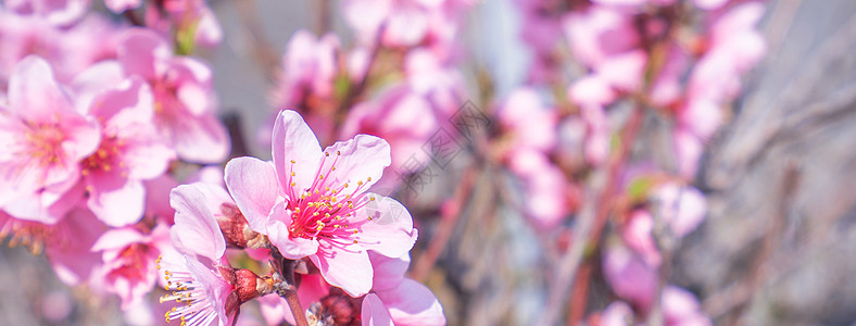 日本春天公园花园树枝上美丽优雅的浅粉色桃花 模糊的背景花园摄影叶子公园香气花瓣果园天空植物背景图片