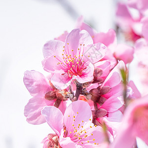 日本春天公园花园树枝上美丽优雅的浅粉色桃花 模糊的背景天空植物花瓣香气花园果园摄影叶子公园背景图片