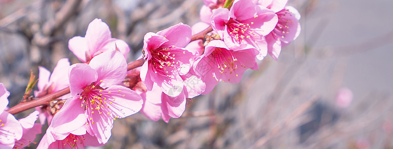 日本春天公园花园树枝上美丽优雅的浅粉色桃花 模糊的背景果园植物香气叶子花瓣天空公园花园摄影背景图片