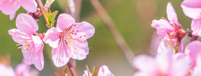 日本春天公园花园树枝上美丽优雅的浅粉色桃花 模糊的背景公园果园天空植物摄影花瓣香气叶子花园背景图片